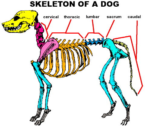 Canine Lumbar Vertebrae